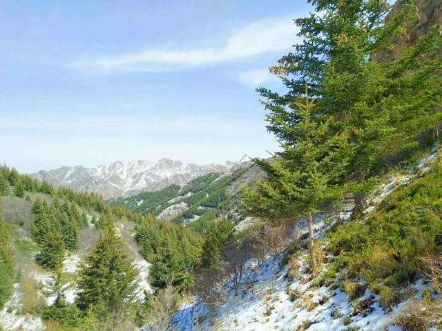 柳树|古语“五树进宅，人穷家败”，是指哪五种树，为何古人如此忌讳？