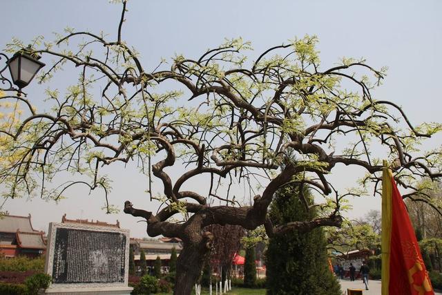 柳树|古语“五树进宅，人穷家败”，是指哪五种树，为何古人如此忌讳？