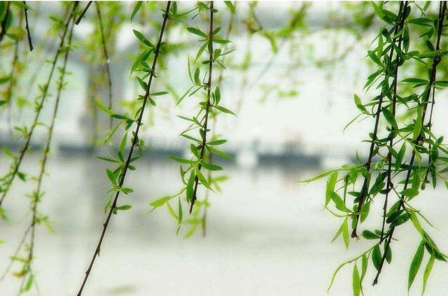 柳树|古语“五树进宅，人穷家败”，是指哪五种树，为何古人如此忌讳？