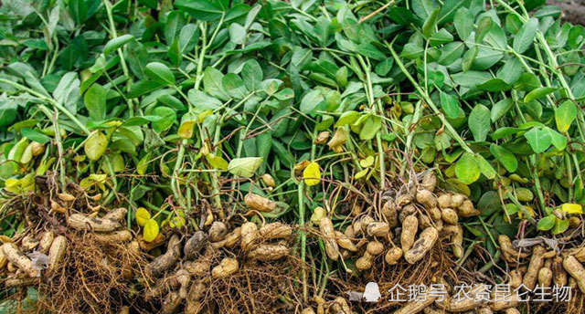 根腐病|花生软腐烂根病怎么用药？黄叶死苗如何预防？根腐病处理方法！
