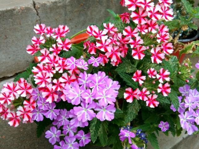 这种花，可种花坛也可养在阳台，三季都开花