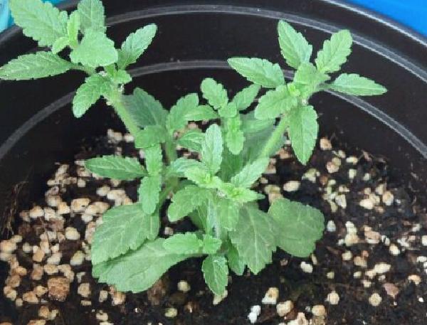 一种漂亮的花 可种花坛可养在阳台 生长繁茂 三季都开花