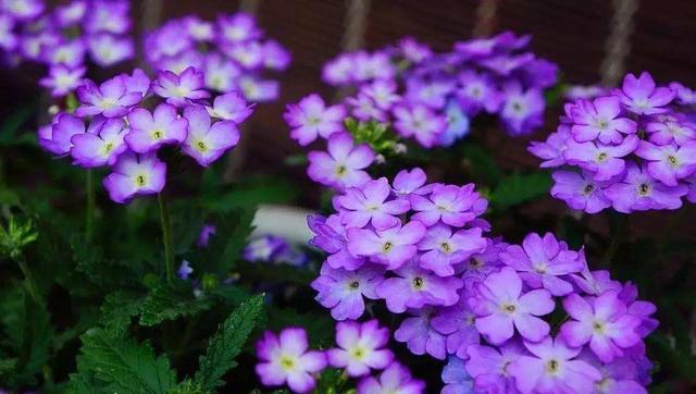 一种漂亮的花 可种花坛可养在阳台 生长繁茂 三季都开花 阳台 美女樱 花坛 花卉 盆栽