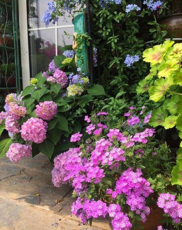 一种漂亮的花 可种花坛可养在阳台 生长繁茂 三季都开花 阳台 美女樱 花坛 花卉 盆栽