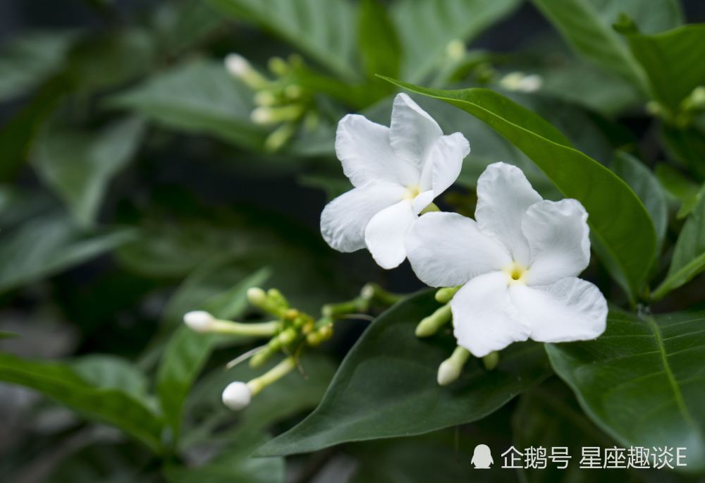 8月4日星座运势 双子居安思危 狮子破茧成蝶 双鱼深思熟虑 腾讯新闻