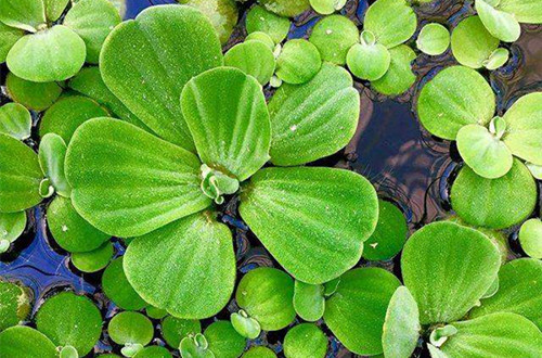 这几种水生植物，在家里养一盆，干净又漂亮