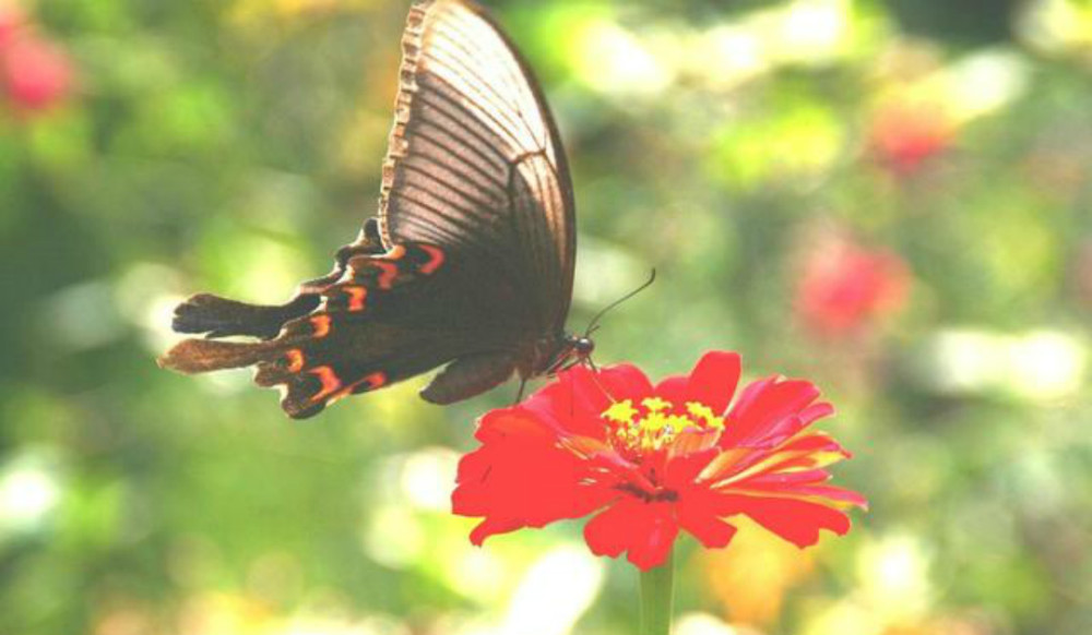 胡适|拥有30多个博士学位的胡适写趣诗，似小学生水准，为何被捧成经典