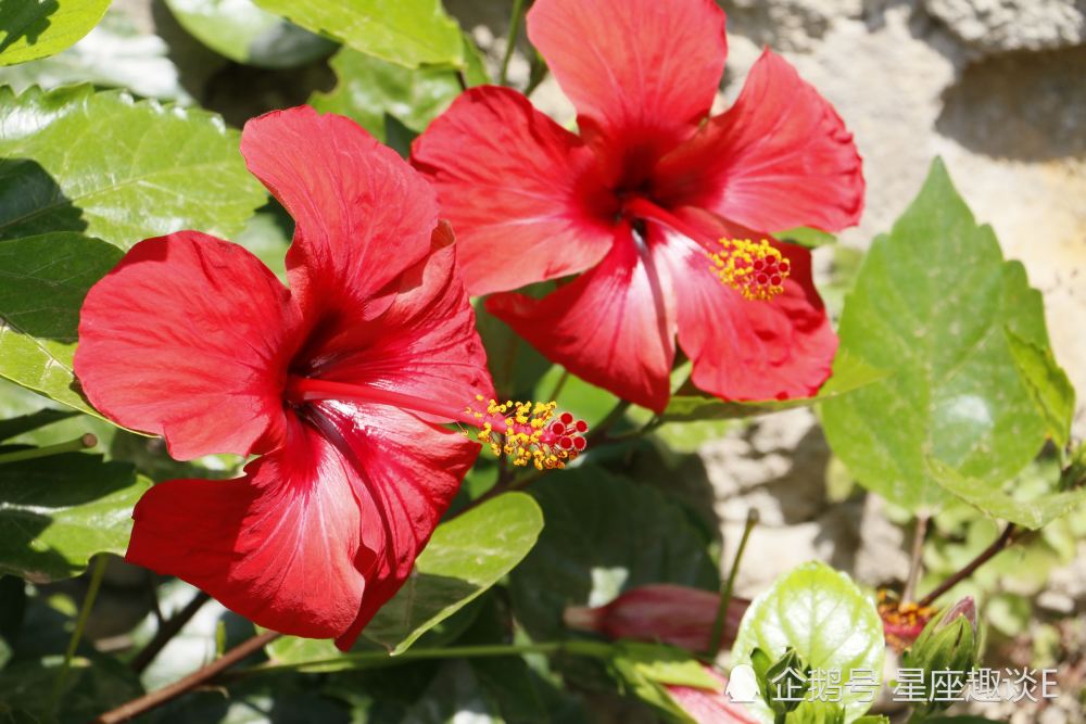 8月4日 8日星座运势 双子积极主动 天蝎不拘小节 水瓶情绪高涨 腾讯新闻