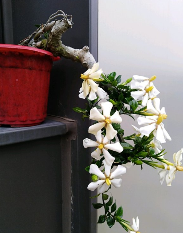 栀子花品种特别多,一些小叶类的品种最适合做盆景,比如雀舌栀子,柳叶