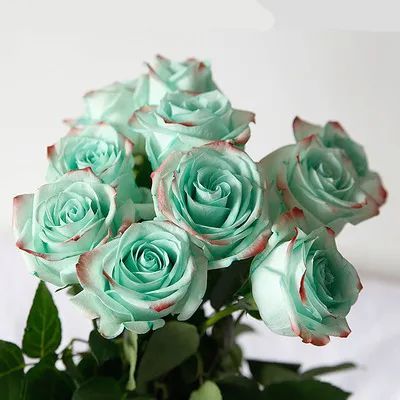 100种玫瑰之32绿薄荷玫瑰