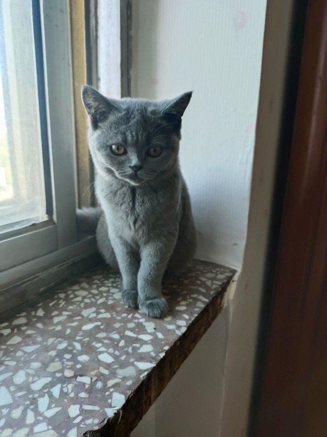 传说中的网红蓝猫《蓝老板》