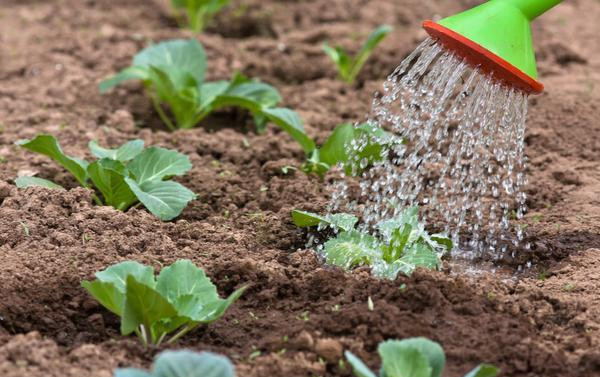 农民种白菜小妙招5块钱1斤醋轻松增产3成白菜喷醋方法绝了