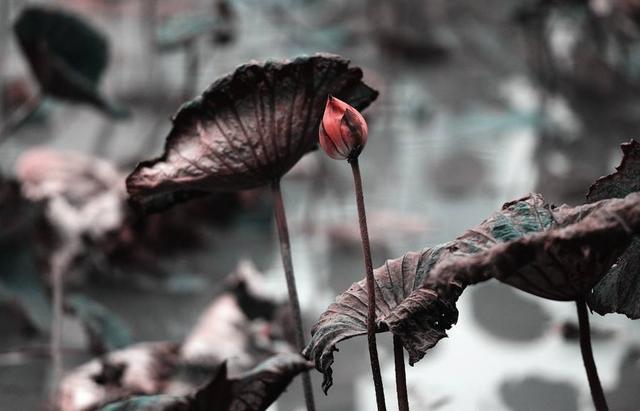 倚杖池边立,西风荷柄斜. 眼明秋水外,又放一枝花.