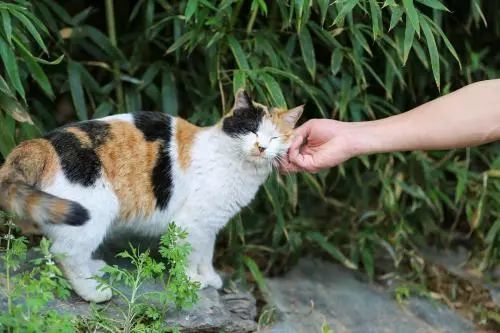 猫奴一定要知道的三花猫定律 潮品新闻网