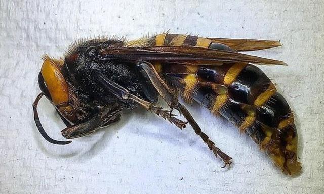 黄蜂的种类图片