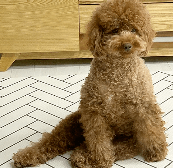 贵宾犬|家里养了只贵宾，时间一久却莫名有种错觉：该不会成精了吧