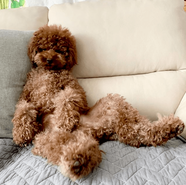 贵宾犬|家里养了只贵宾，时间一久却莫名有种错觉：该不会成精了吧