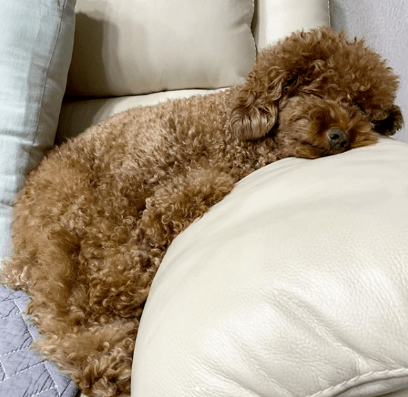 贵宾犬|家里养了只贵宾，时间一久却莫名有种错觉：该不会成精了吧