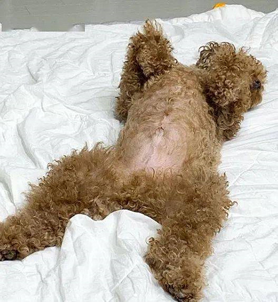 贵宾犬|家里养了只贵宾，时间一久却莫名有种错觉：该不会成精了吧