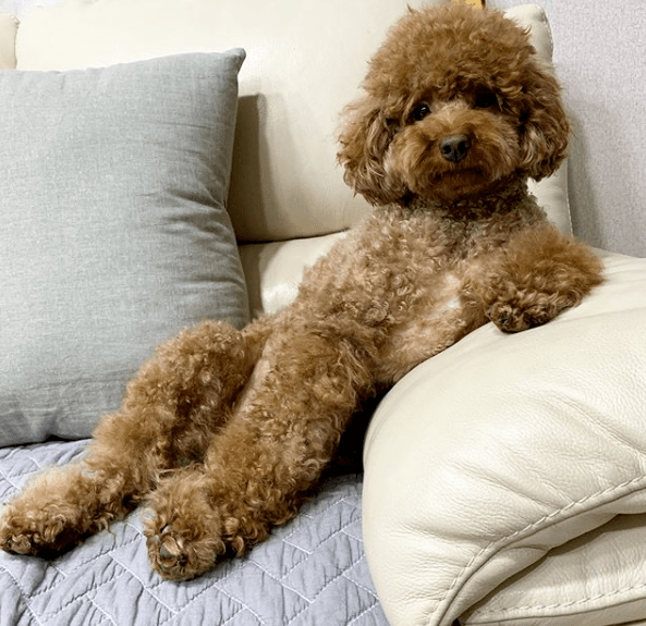 贵宾犬|家里养了只贵宾，时间一久却莫名有种错觉：该不会成精了吧