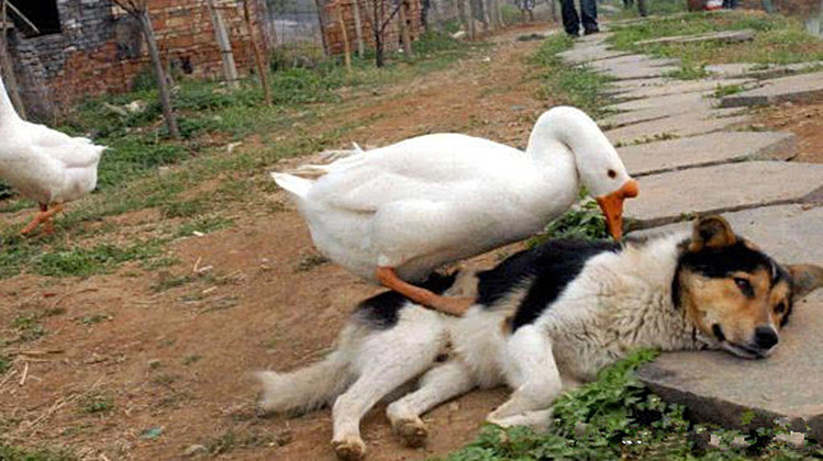 看看这只狗直接把大鹅当成坐骑了啊.