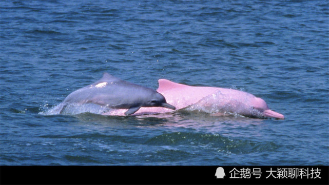 nasa提供资金雄性海豚和女饲养员放在一起结局意料之外