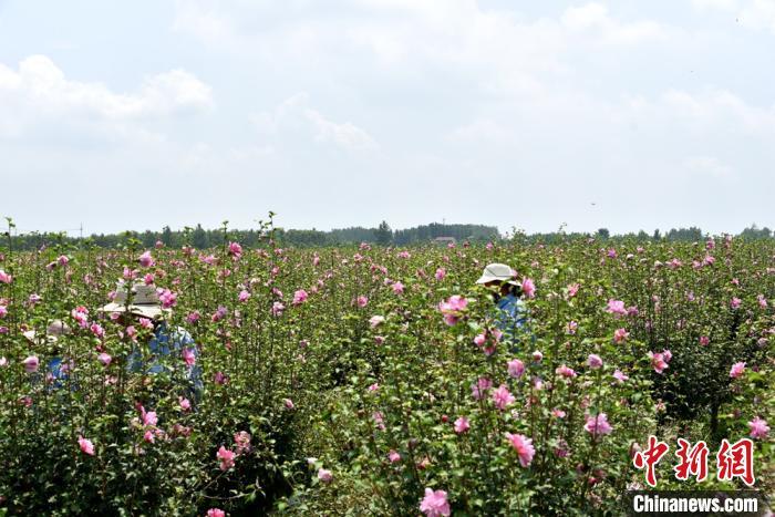 江苏新沂白石村 千亩木槿花绽放农民小康 黄金花 腾讯新闻
