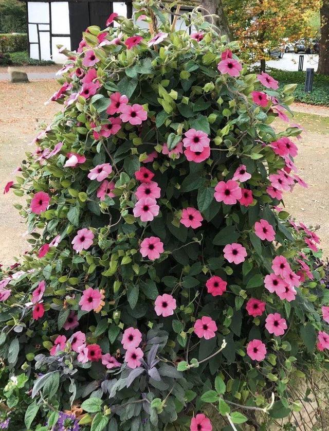 此款盆栽花卉 美不输铁线莲 花期超半年 花量巨大 室内也能养 腾讯新闻