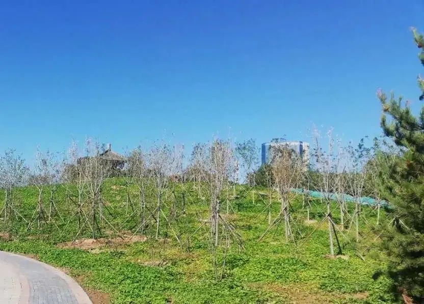 石景山区|森林城市天然氧吧，暑伏之际，来石景山开“森”一夏