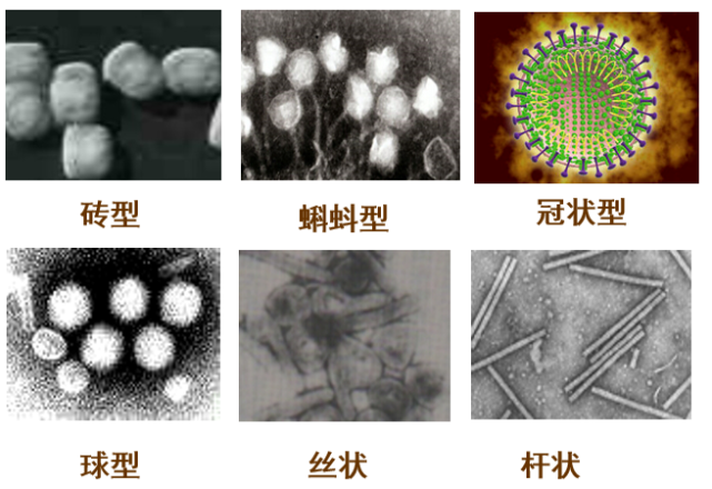 自然界有很多不同种类的病毒,球形的,丝状的,砖形的,蝌蚪形的,等等.