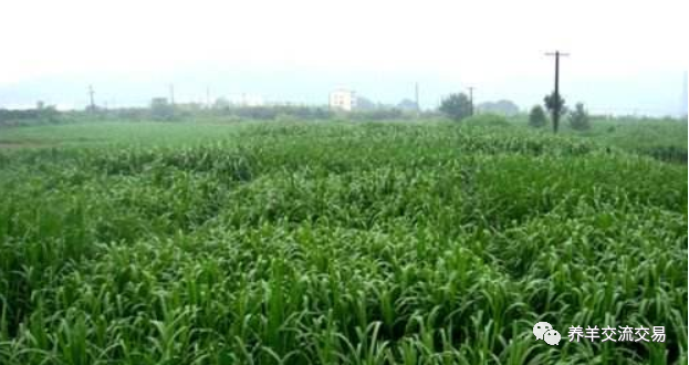 优质牧草|“1235养羊模式”，养50只羊就比打工强！