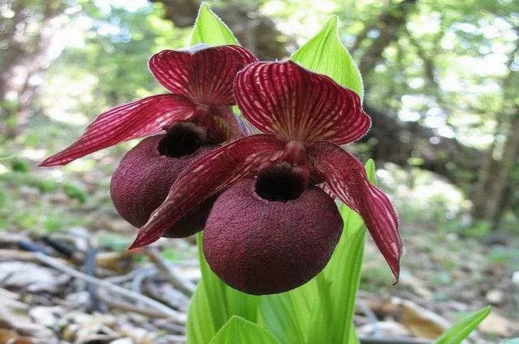 06,西藏杓蘭cypripedium tibeticum king ex rolfe