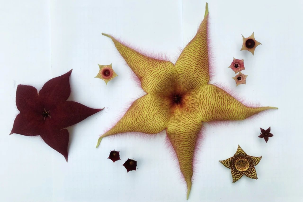 植物界的 星星 家族来了 部分在上海植物园内有展出 腾讯新闻