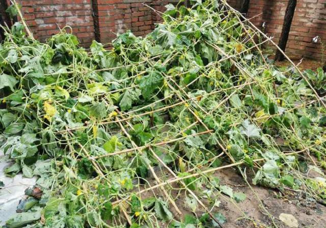 周立波|吃瓜日报丨郑嘉颖二胎再得一子；谢霆锋菜园惨遭冰雹破坏