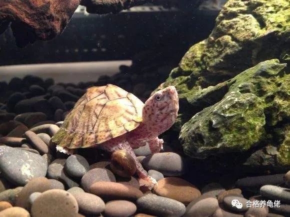 听说过水龟害怕深水没