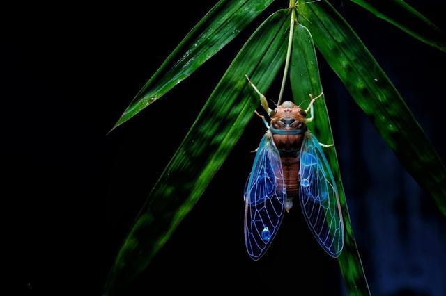 咏蝉|吵闹的知了，却是诗人的寄托，唐代“咏蝉”诗三绝，你最爱哪首
