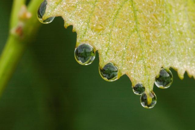 咏蝉|吵闹的知了，却是诗人的寄托，唐代“咏蝉”诗三绝，你最爱哪首