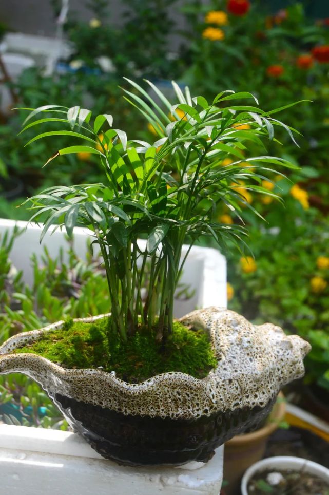 颇有热带风情的袖珍椰子,怎么才能把它养得翠绿欲滴