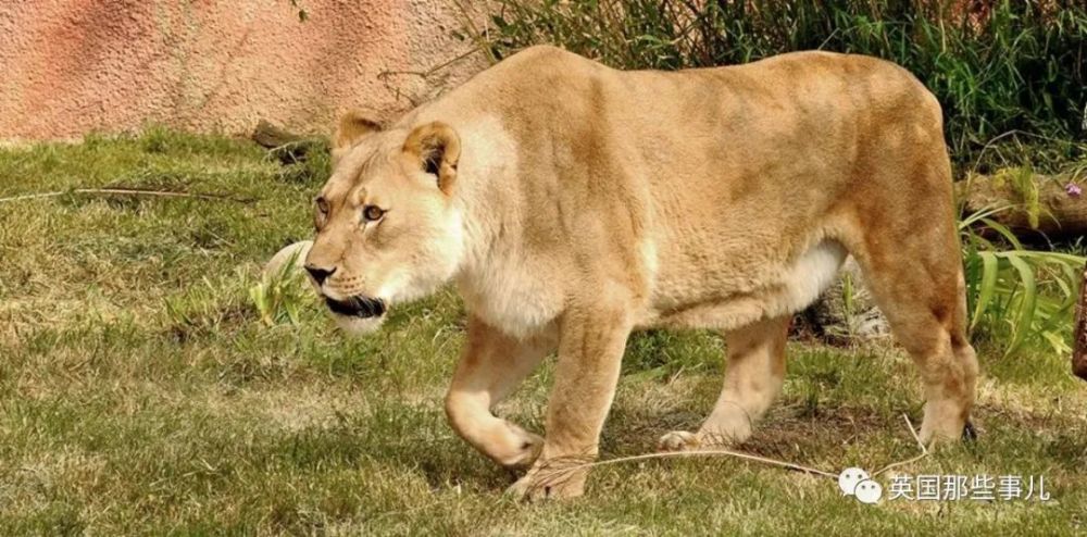 狮子|狮子夫妇忠贞相伴12年到老，如今在同一天被安乐死……