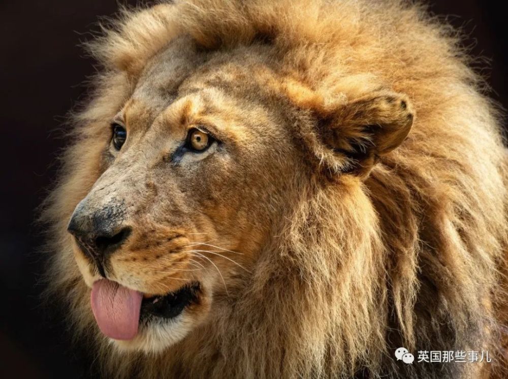 狮子|狮子夫妇忠贞相伴12年到老，如今在同一天被安乐死……