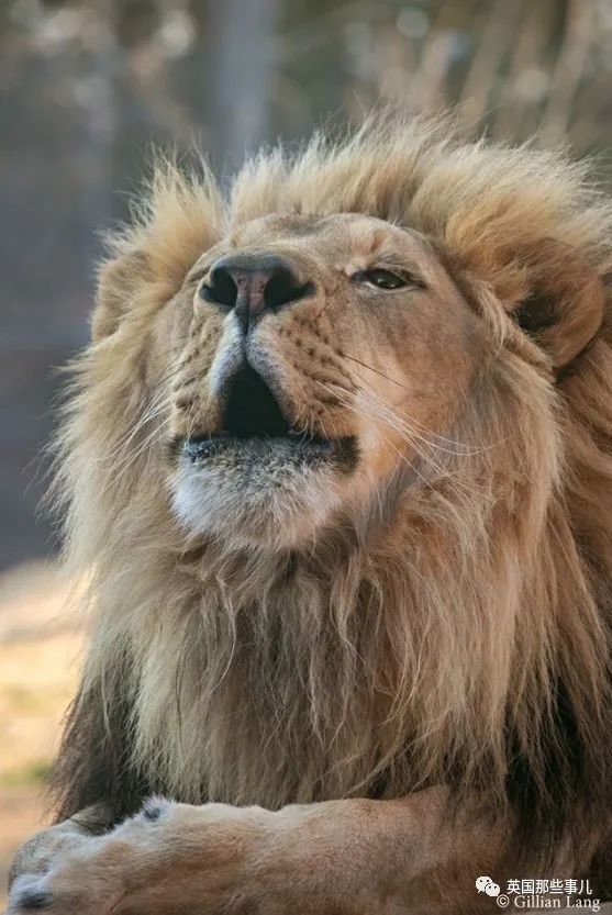 狮子|狮子夫妇忠贞相伴12年到老，如今在同一天被安乐死……