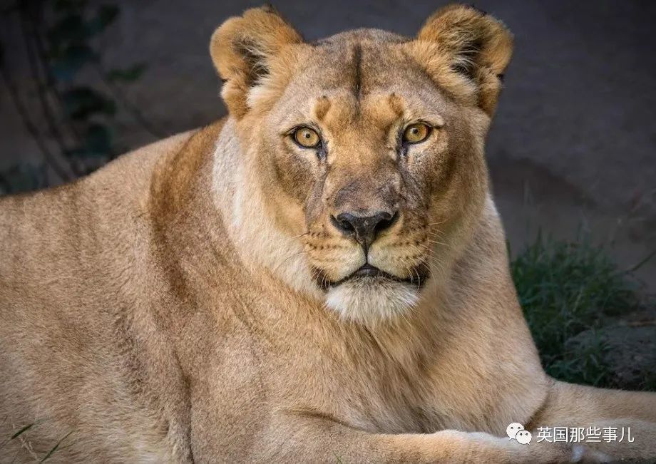 狮子|狮子夫妇忠贞相伴12年到老，如今在同一天被安乐死……