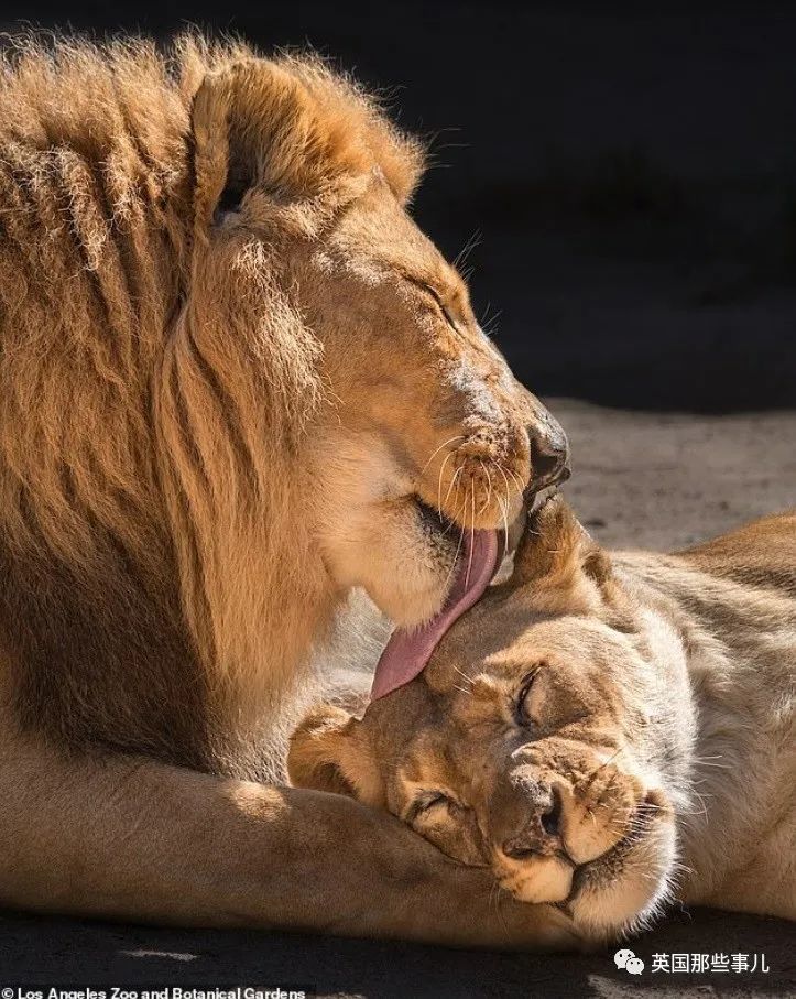 狮子|狮子夫妇忠贞相伴12年到老，如今在同一天被安乐死……