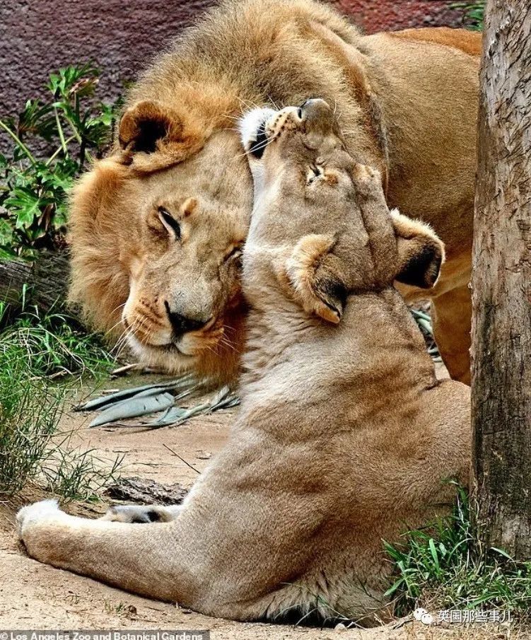 狮子|狮子夫妇忠贞相伴12年到老，如今在同一天被安乐死……