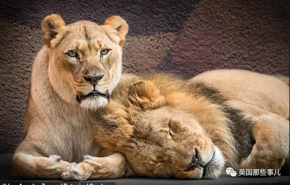 狮子|狮子夫妇忠贞相伴12年到老，如今在同一天被安乐死……