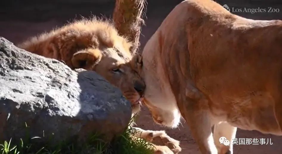 狮子|狮子夫妇忠贞相伴12年到老，如今在同一天被安乐死……