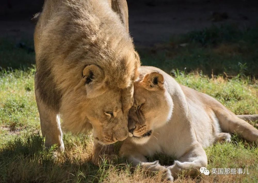 狮子|狮子夫妇忠贞相伴12年到老，如今在同一天被安乐死……
