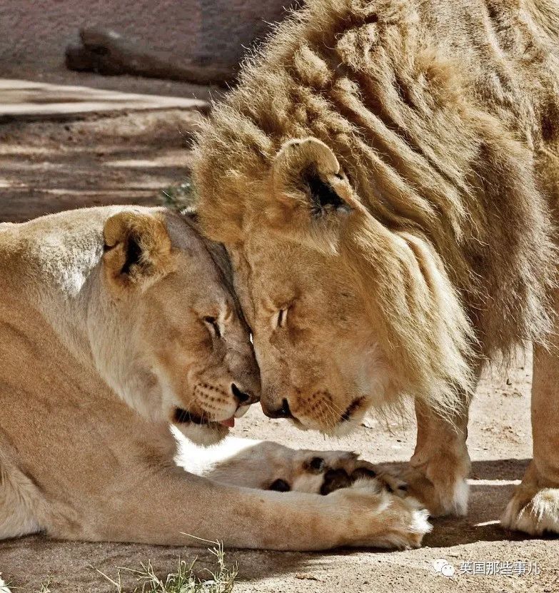 狮子|狮子夫妇忠贞相伴12年到老，如今在同一天被安乐死……