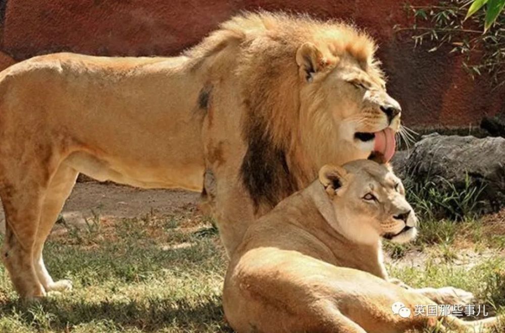 狮子|狮子夫妇忠贞相伴12年到老，如今在同一天被安乐死……