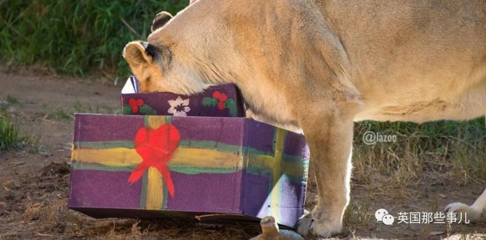 狮子|狮子夫妇忠贞相伴12年到老，如今在同一天被安乐死……